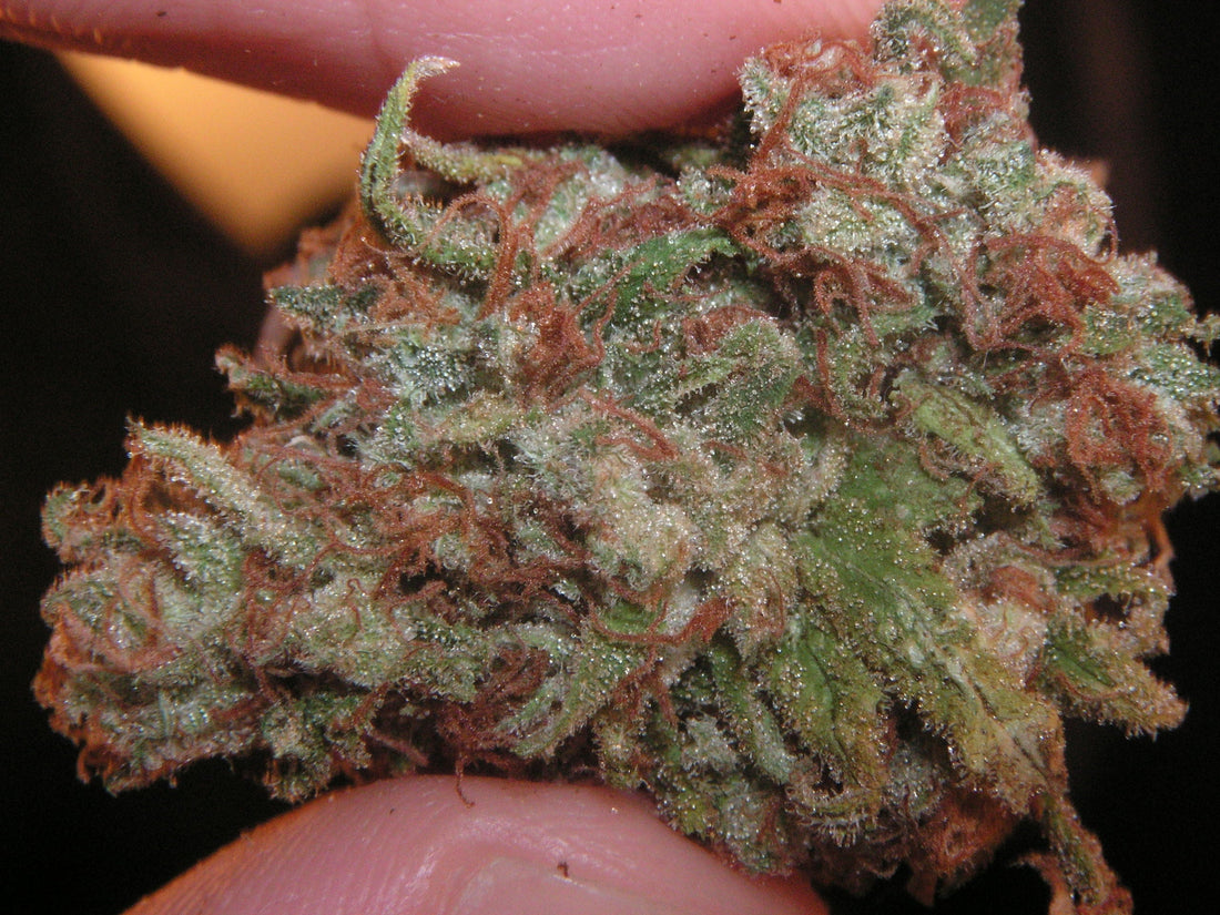 Green Crackの実物バッズ写真。Wikimedia Commonsのパブリックドメイン資料