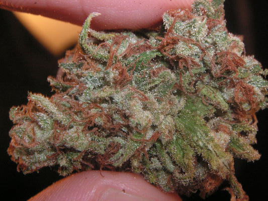 Green Crackの実物バッズ写真。Wikimedia Commonsのパブリックドメイン資料